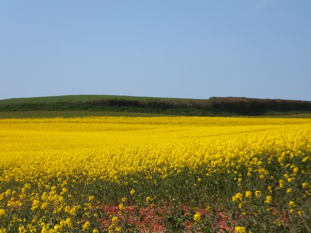 photo of a field