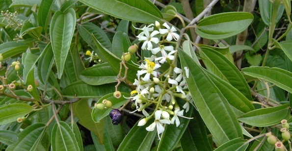 photo of lilac tree